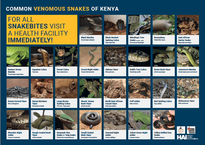 Common Venomous Snakes of Kenya